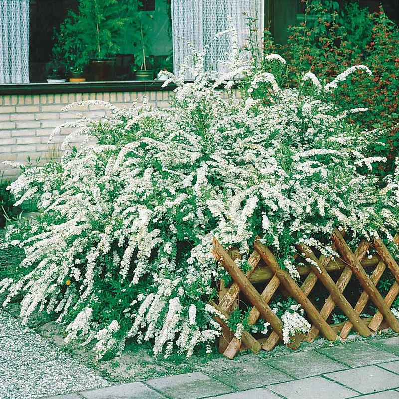 Weisse Spierstrauch - Title:Der topf / 1.5L / Lieferhöhe ca. 30cm