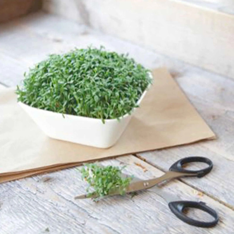 Großblättrige Gartenkresse