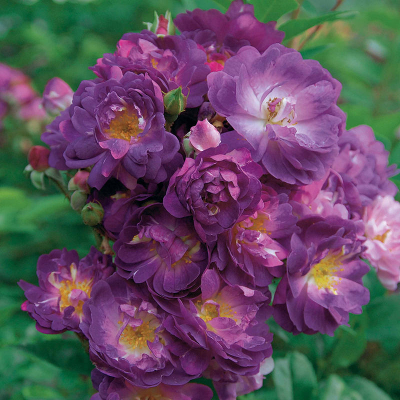 Stammrose Blue Violet