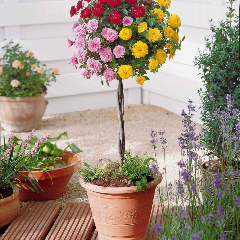 Dreifarbige Mini-Rose auf Stamm