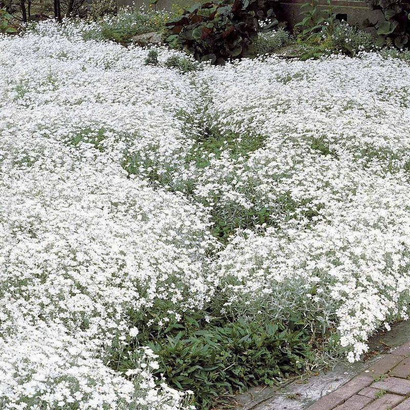 Filziges Hornkraut (x3)