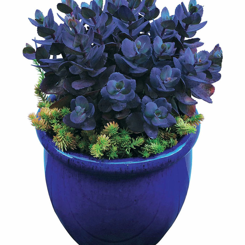 Sedum Blue Pearl