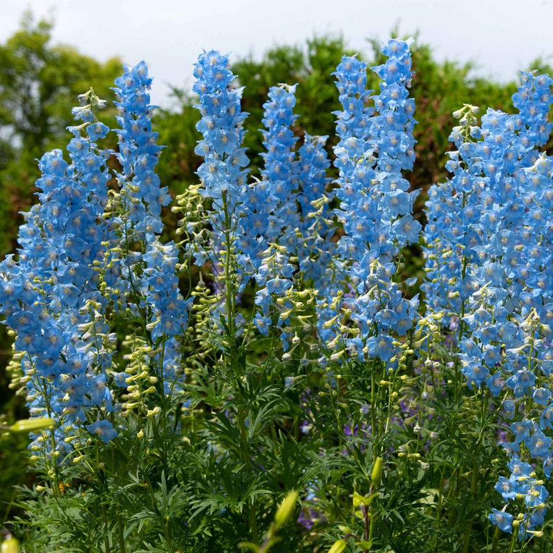 Rittersporn Ciel Bleu (x5)
