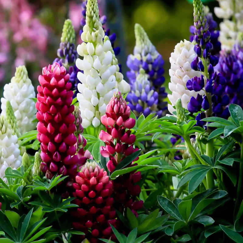 Lupinen Russel Mischung (x5)