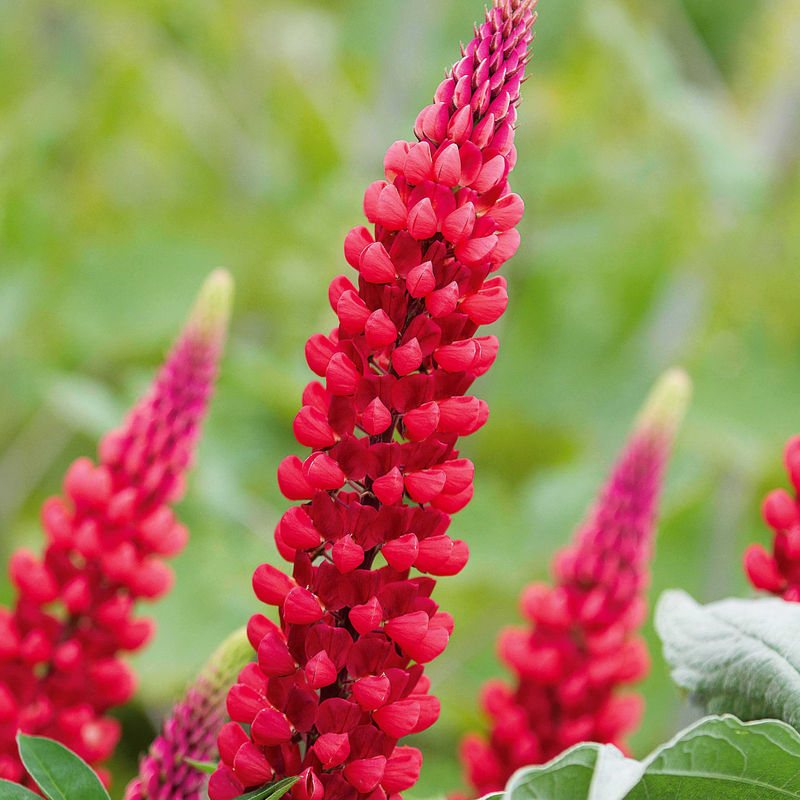 Rote Lupinen (x3)