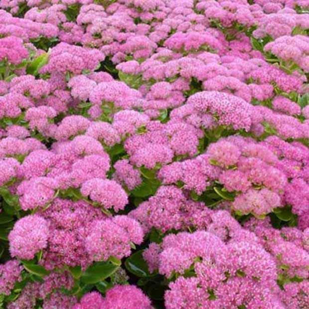 Fetthenne Herbstfreude (x3)