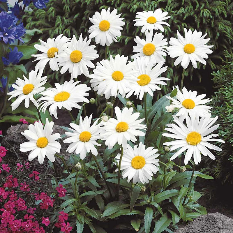 Sommermargerite - Title:Der topf / Ø 9cm