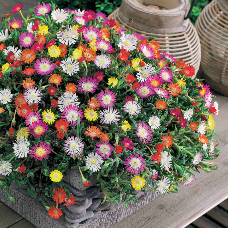 Mittagsblumen Mischung (x3)