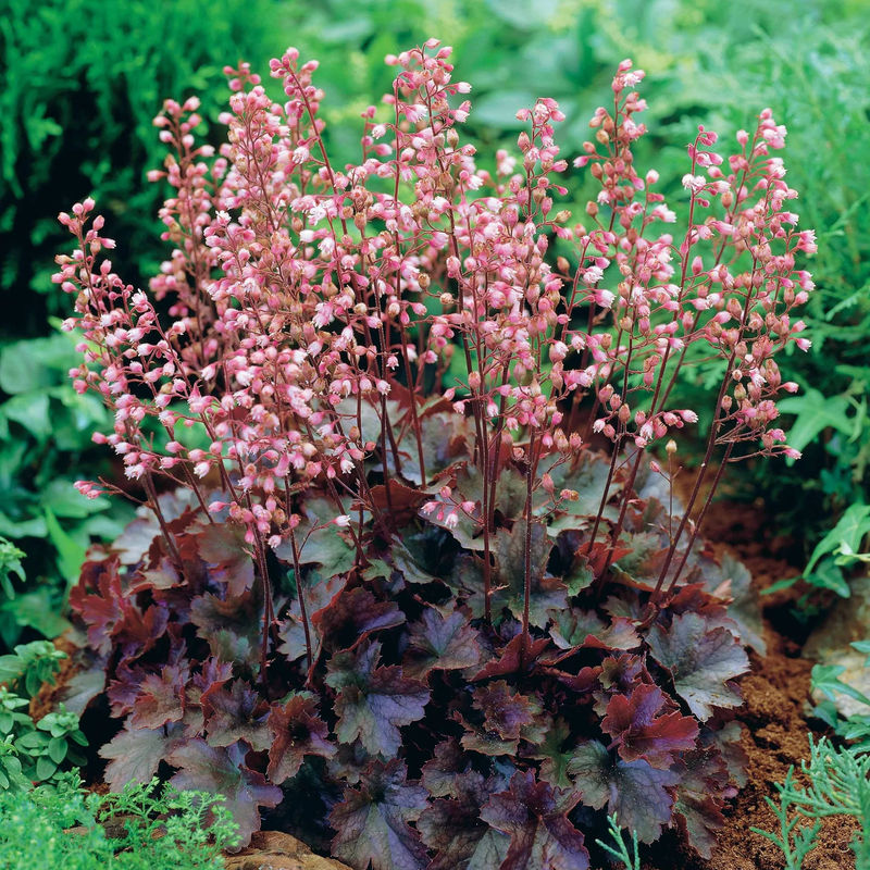 Purpurglöckchen Cassis