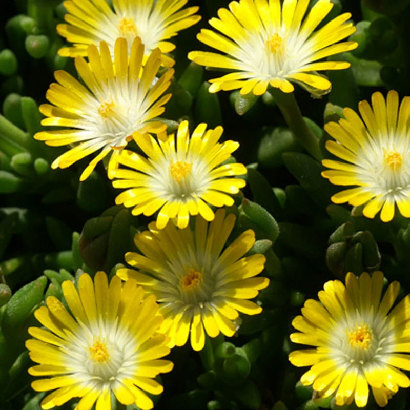 Mittagsblume Jewel of Desert Peridot ®