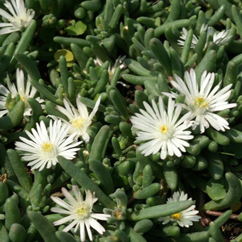 Garten-Mittagsblume Graaf Reinet