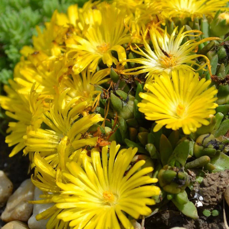 Mittagsblume