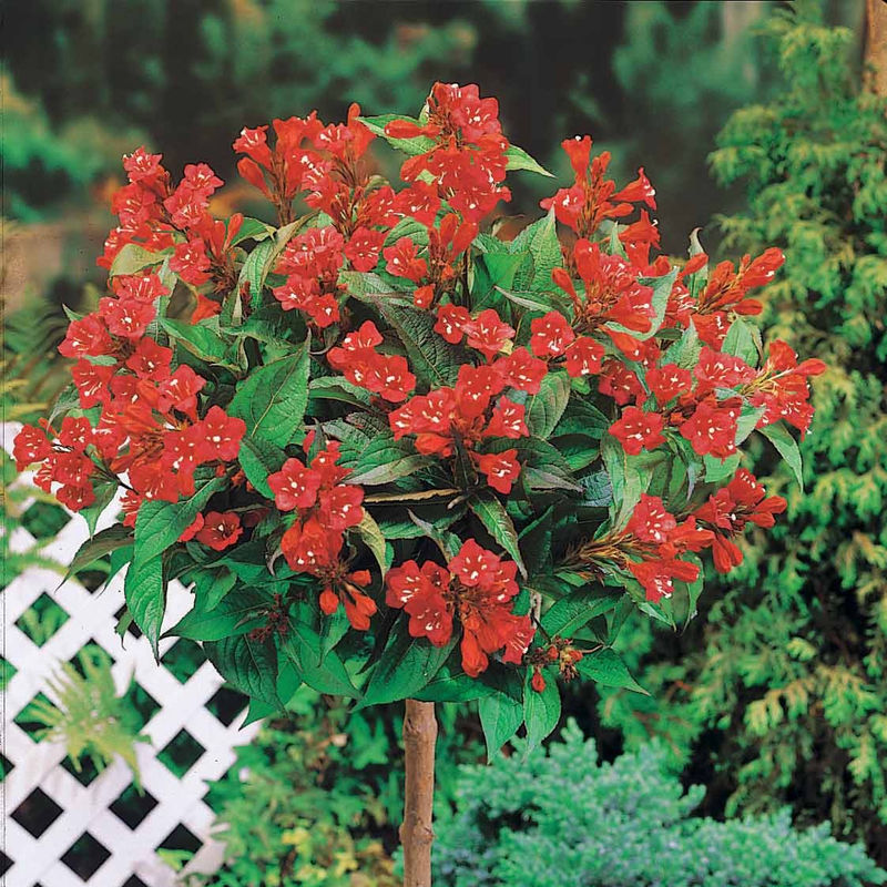 Weigelie Bristol Ruby auf Stamm