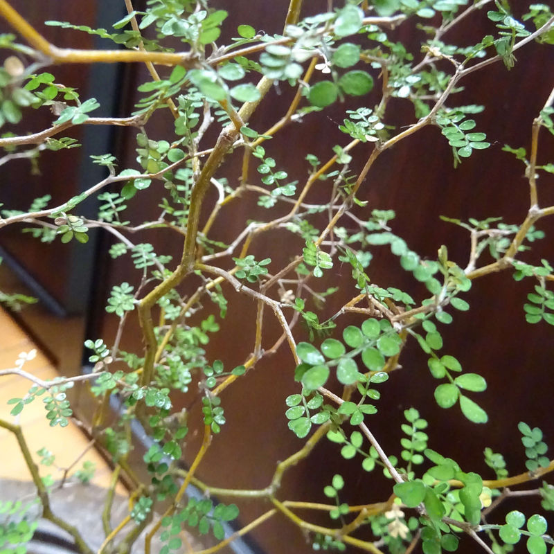 Schnurbaum Little Baby