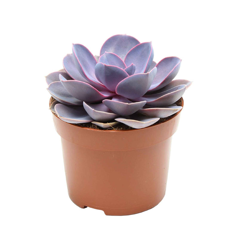 Echeveria 'Purple Pearl' lila