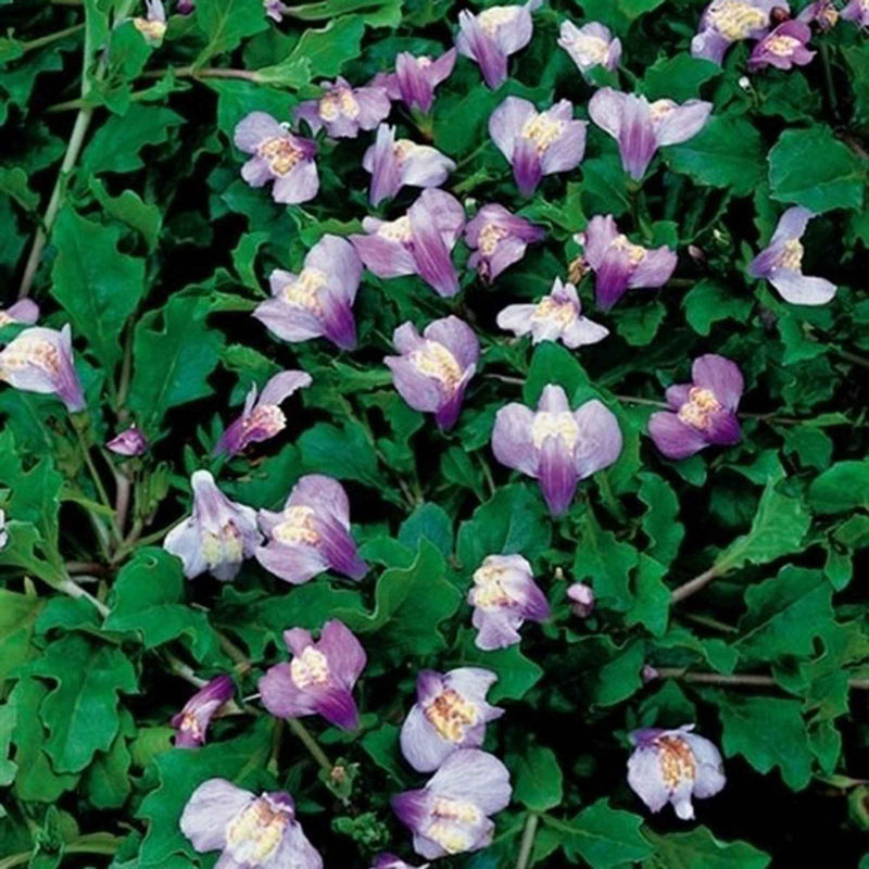 Mazus reptans Blue