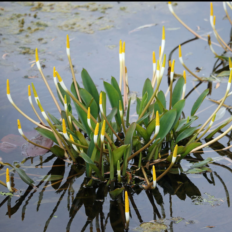 Amerikanische Cryptocoryne Wasserorgel Kerzenpflanze