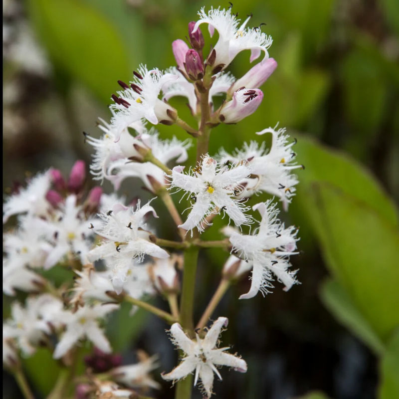 Wasserklee Dreiblättriger Menyanthus