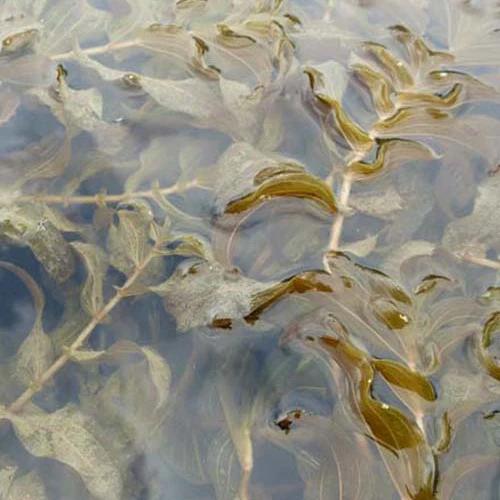 Perfoliated Potamot