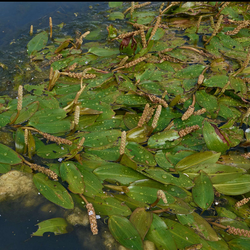 Schwimmendes Laichkraut