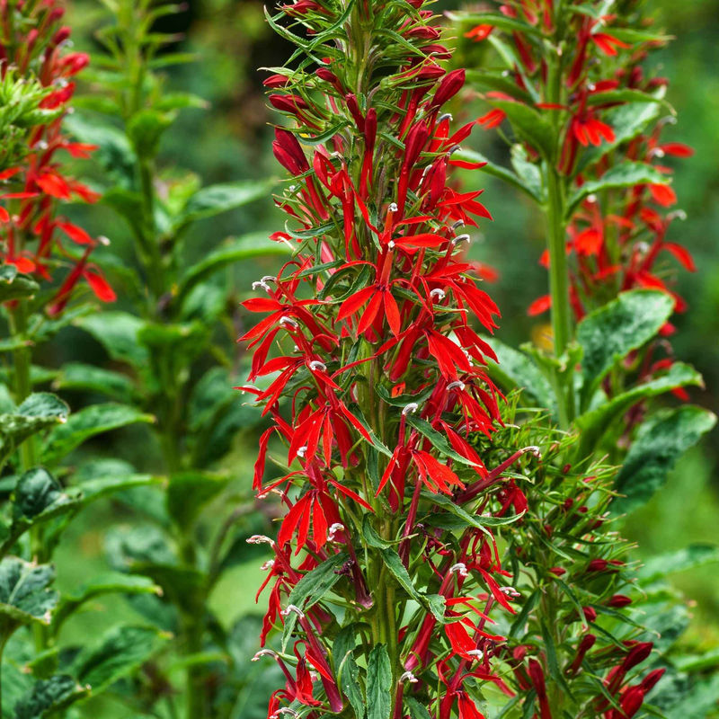 Wasserlobelia