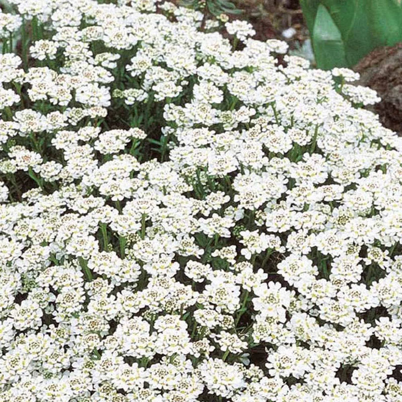 Immergrüne Schleifenblume