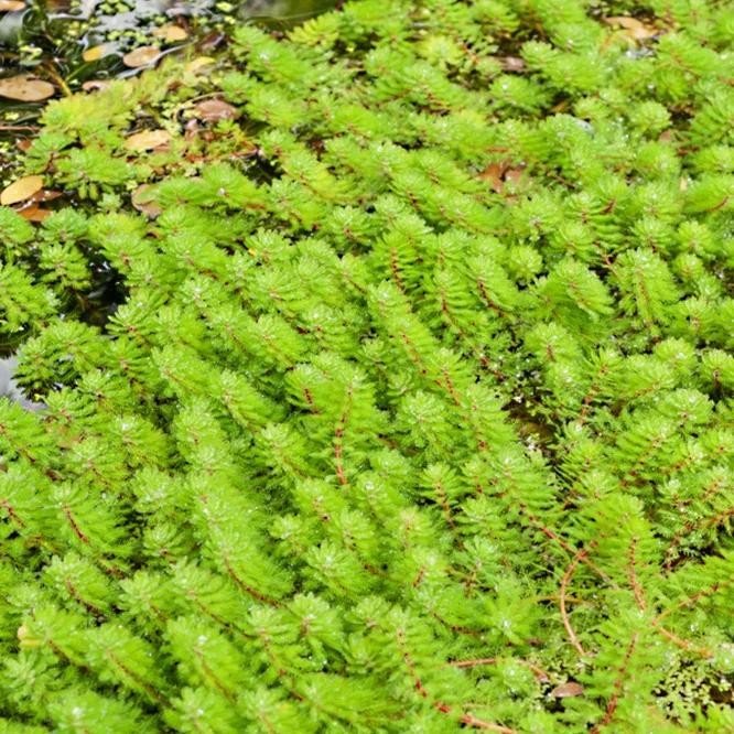 Brasilianisches Tausendblatt Wasserschlauch