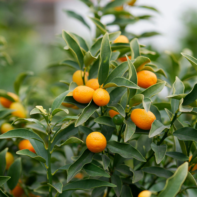 Kumquat - Title:Der topf / Ø 12cm / Lieferhöhe 20-25cm