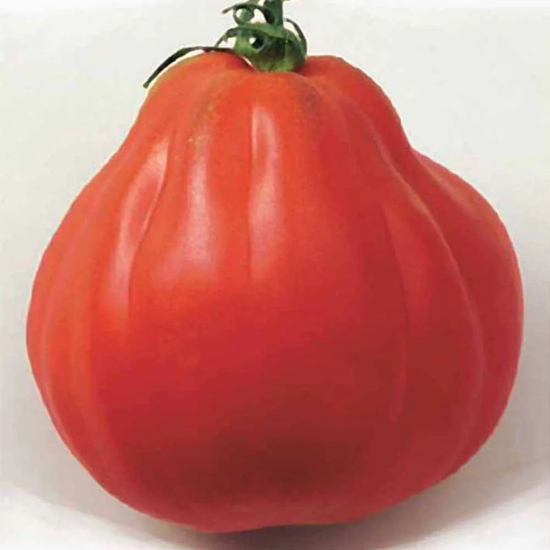Tomate Liguria