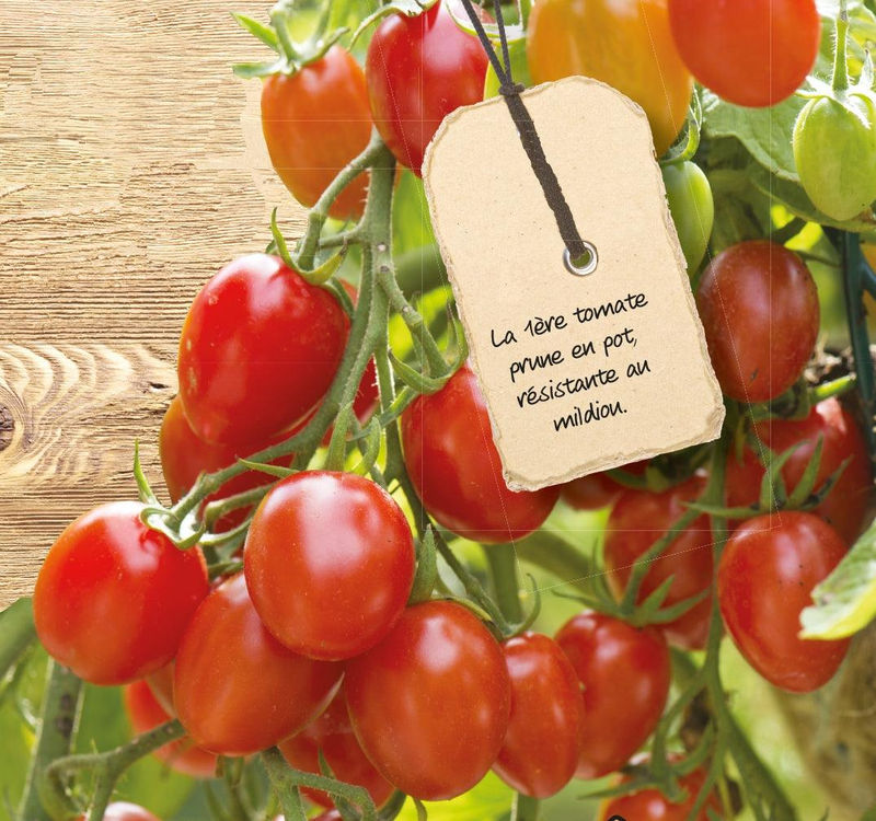Kirschtomate Romello F1