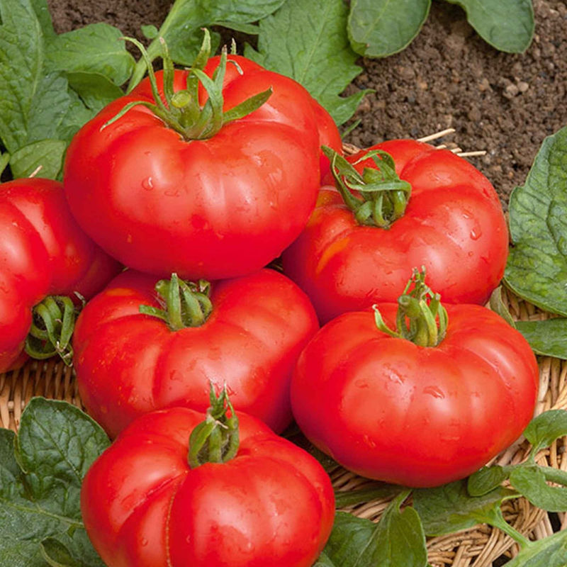 Fleischtomate Marmande