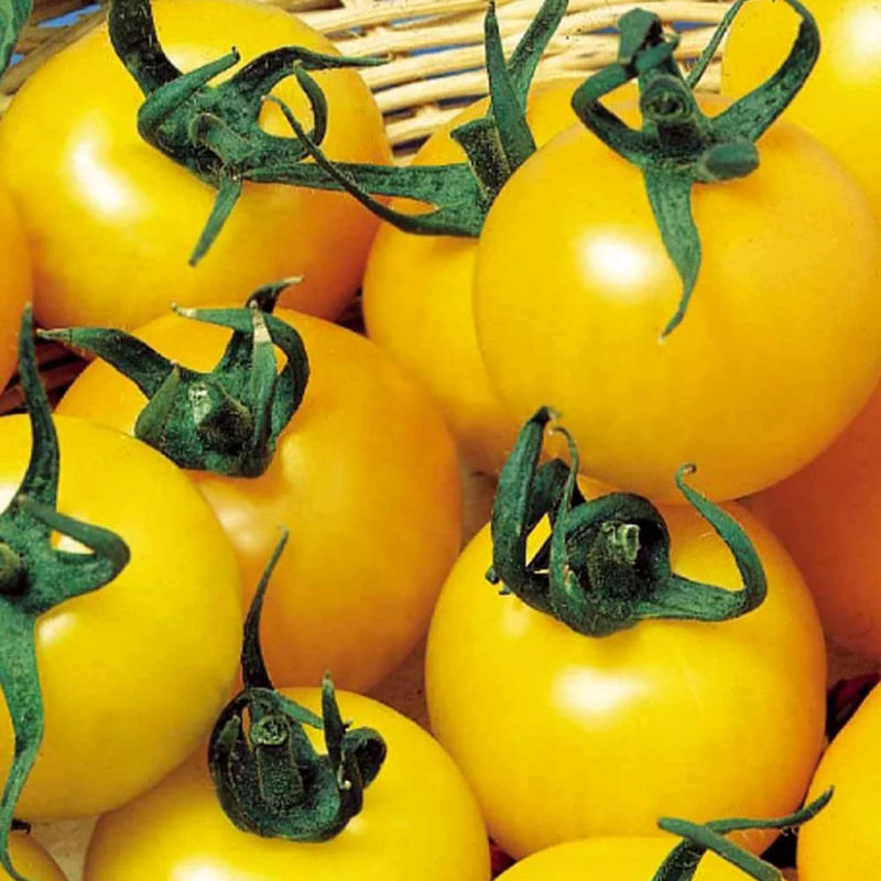 Gelbe Fruchttomate Goldene Königin
