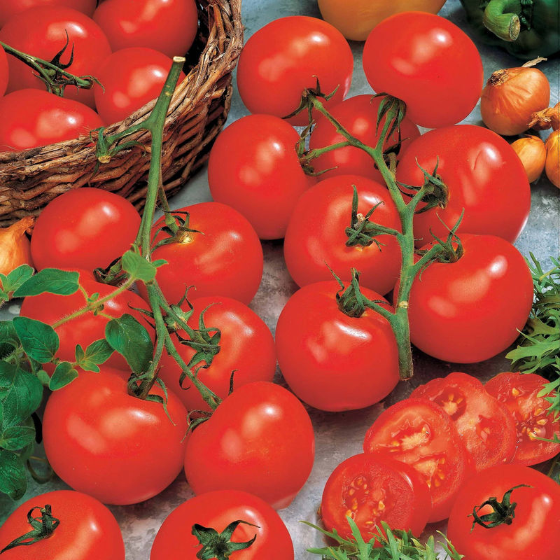 Tomate Vitador F1