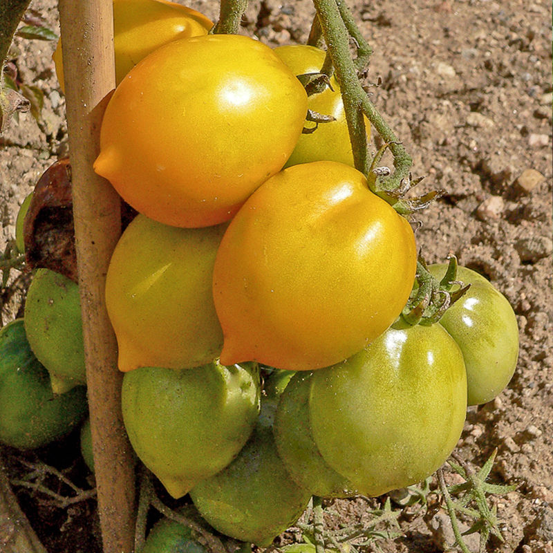 Tomate Lemon Tree