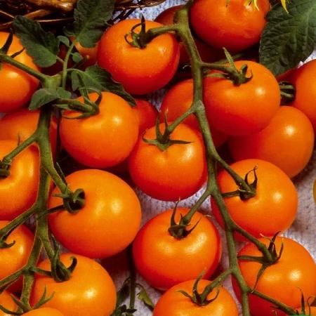 Kirschtomate Sungold F