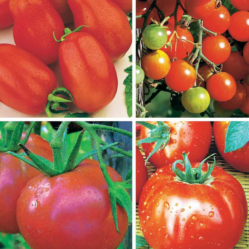 Sammlung von Tomaten