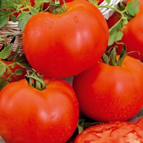 Bonset-Tomate F