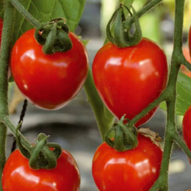 Kirschtomate Gardenberry F1