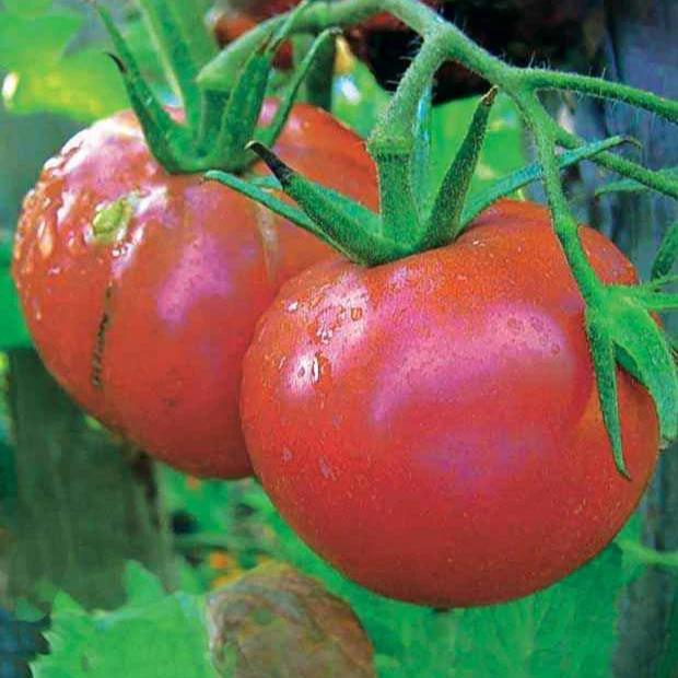 Tomate Rose de Berne