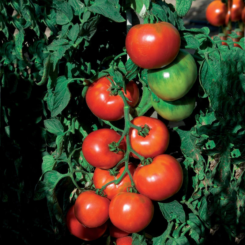 Tomate Pyros HF1 (Züchtung Clause)