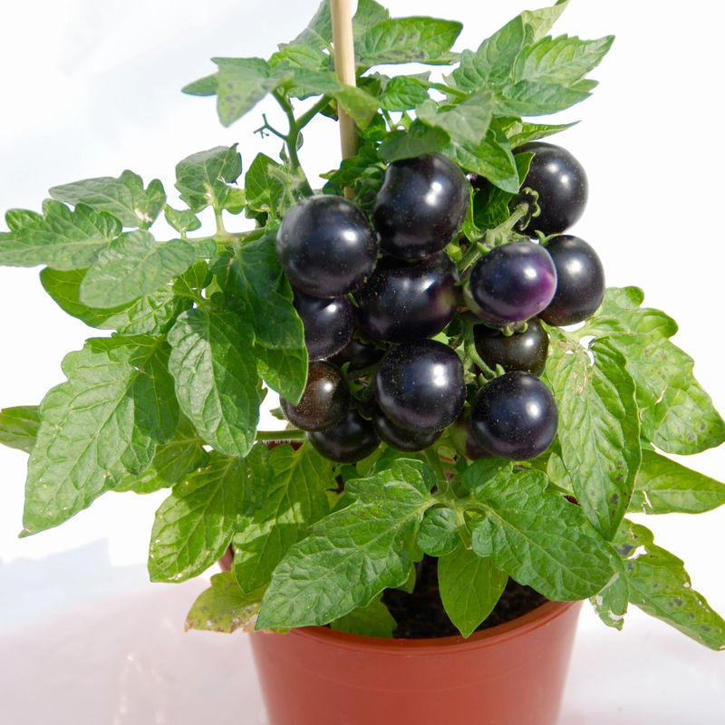 Kirschtomate Tartufo