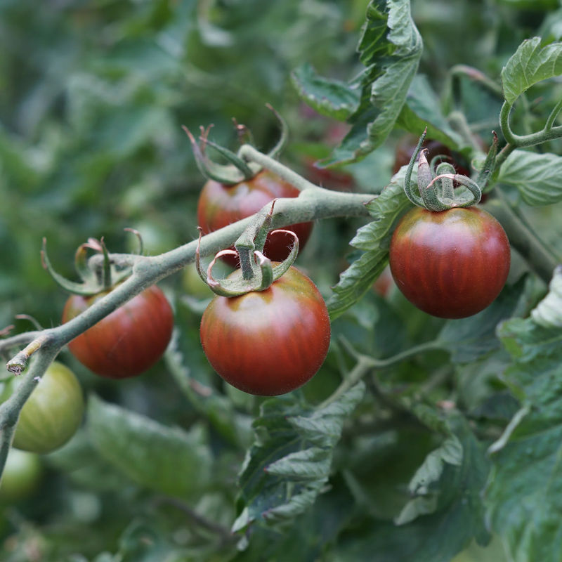 Kirschtomaten Cerise Chocolate