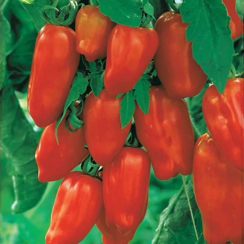 Tomate San Marzano 3