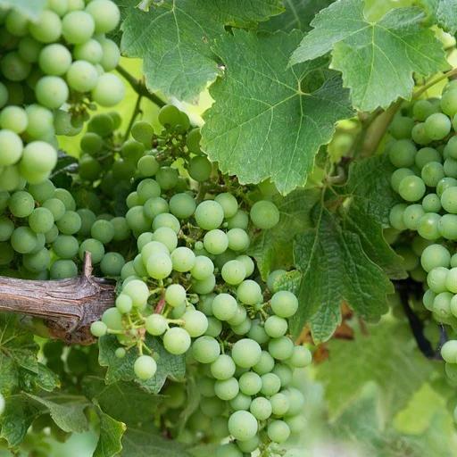 Weinrebe Chardonnay