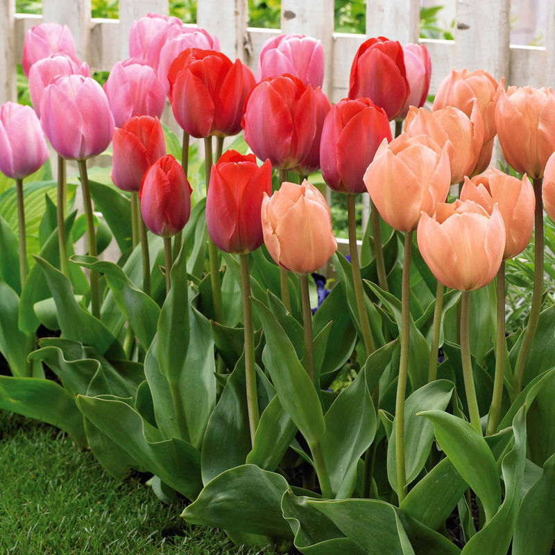Tulpen 'Van Eijk' Variatäten Mischung (x30)