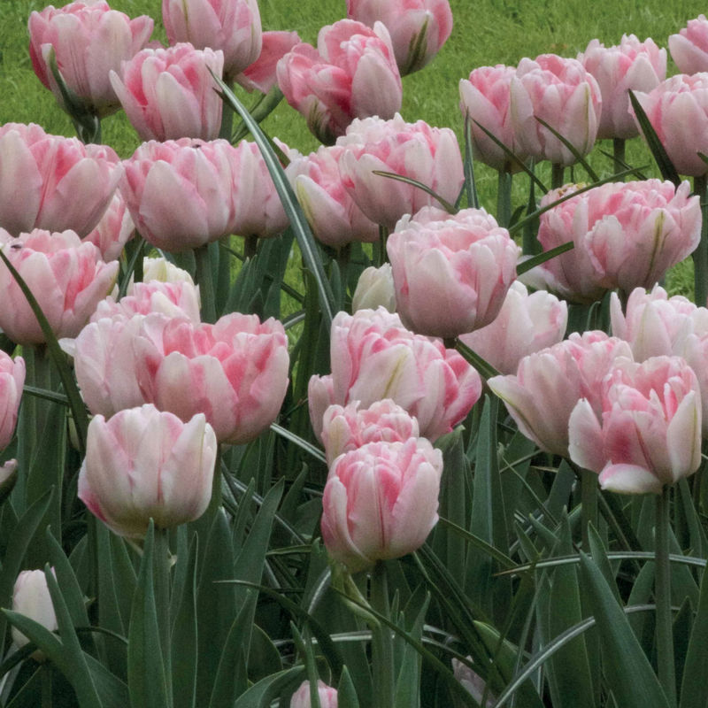 Tulpen 'Foxtrot' (x10)