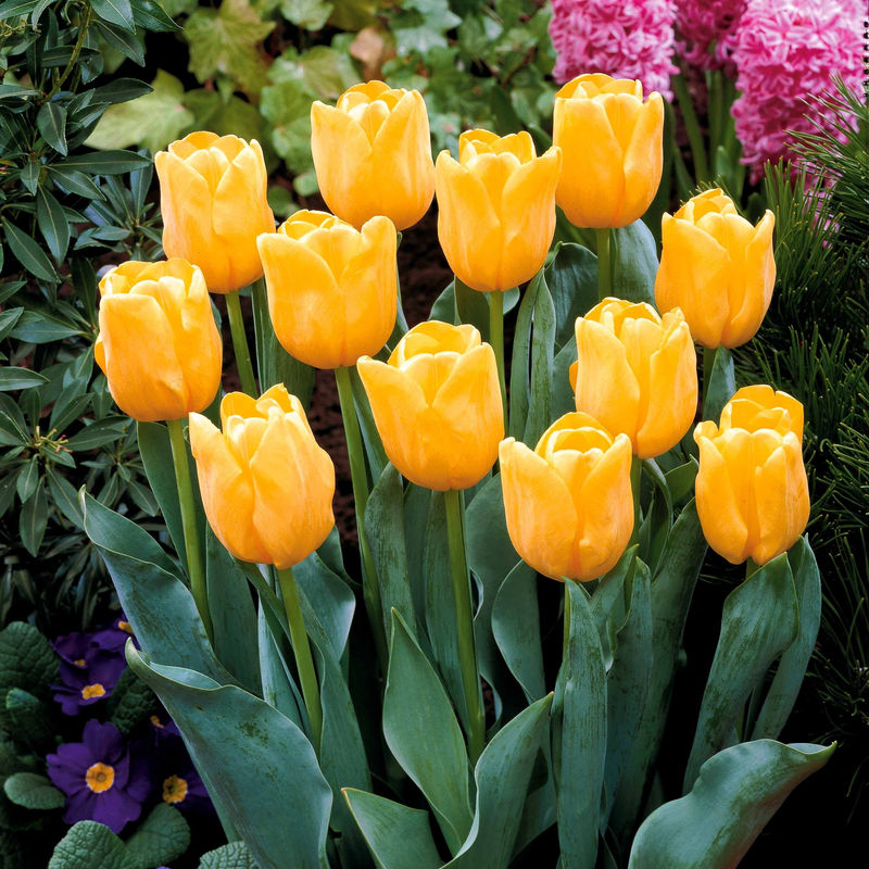 Langstielige Tulpe gelb (x5)