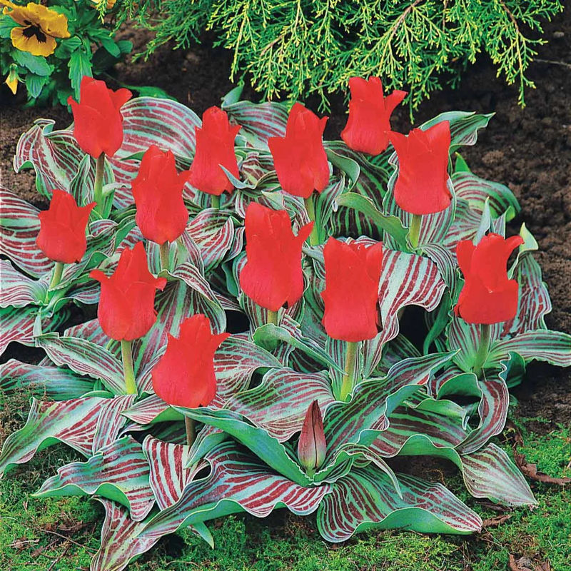 Tulpen Rotkäppchen (x10)