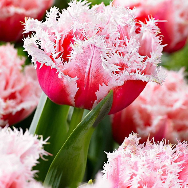 Gefranste Tulpen 'Queensland' (x5)