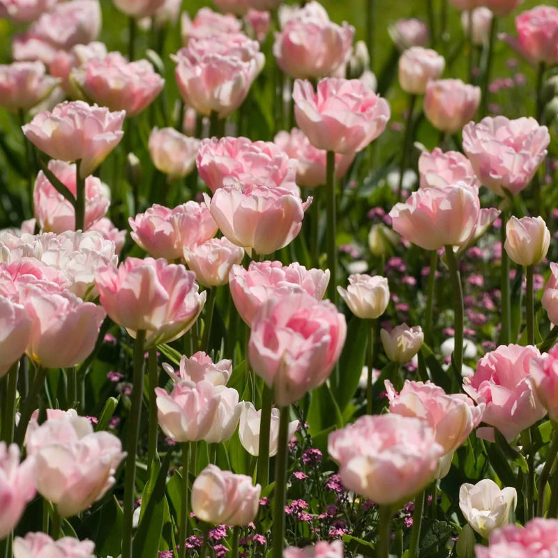 Tulpen Romantik Mischung: 'Angelique' + 'Shirley' (x20)